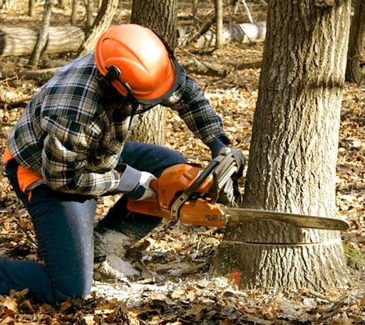 Tree Removal in Happy Camp, CA
